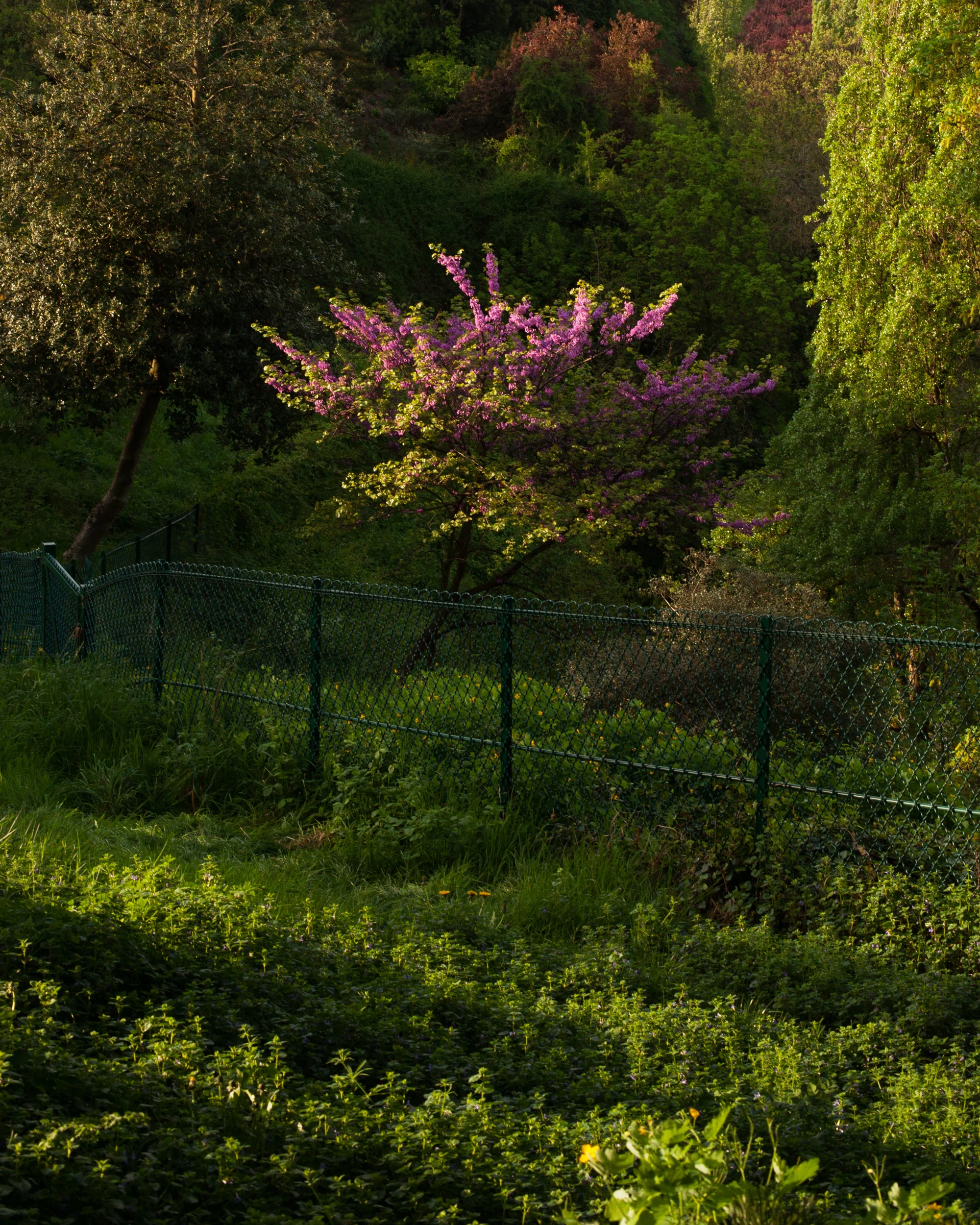 A Tree Blowing in Springtime (2019)