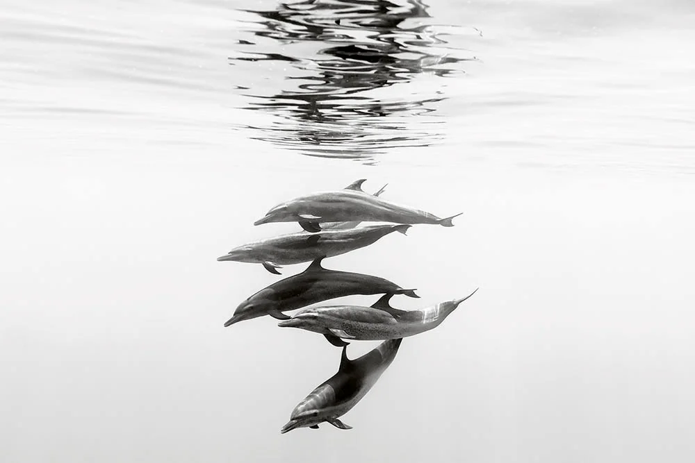 A portrait of dolphins swimming off the coast of Ixtapa in Mexico. Photograph by Christian Vizl.