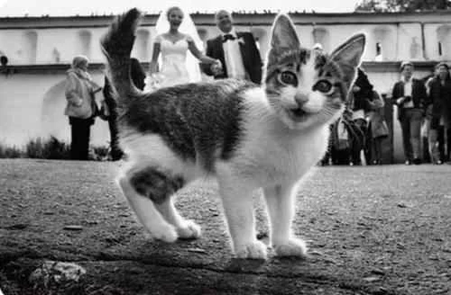 i just came for the free catnip