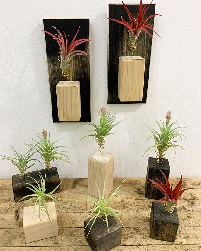 Airplant Sculptures, 2019