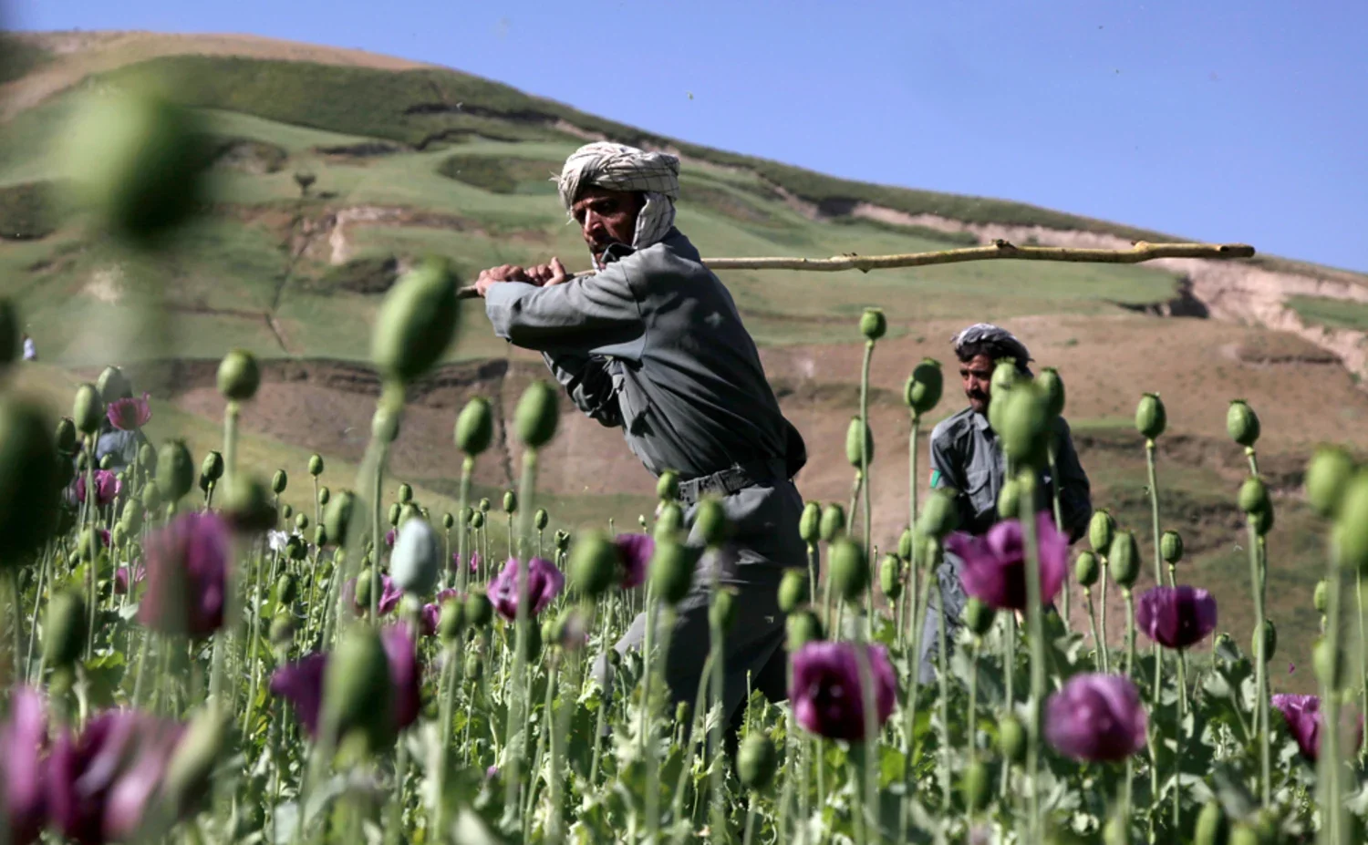 090923-afghan-opium-hmed-12p.webp