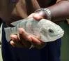 popular Malawi Chambo fish