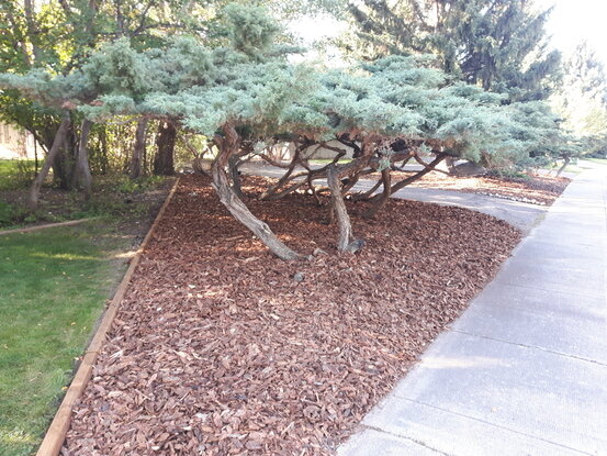 tree installation and wood chip arrangement