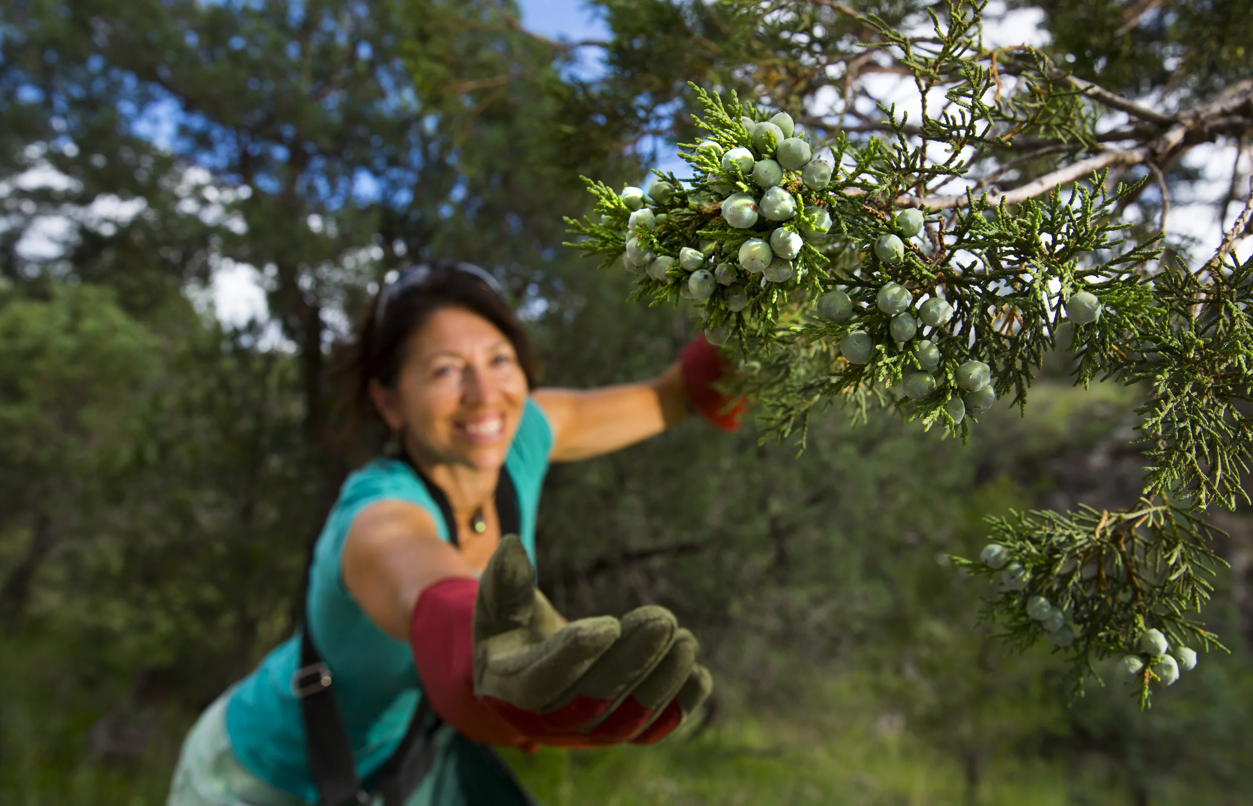 Molly Cummings may be the only juniper forager in Texas who is making commercial gin.