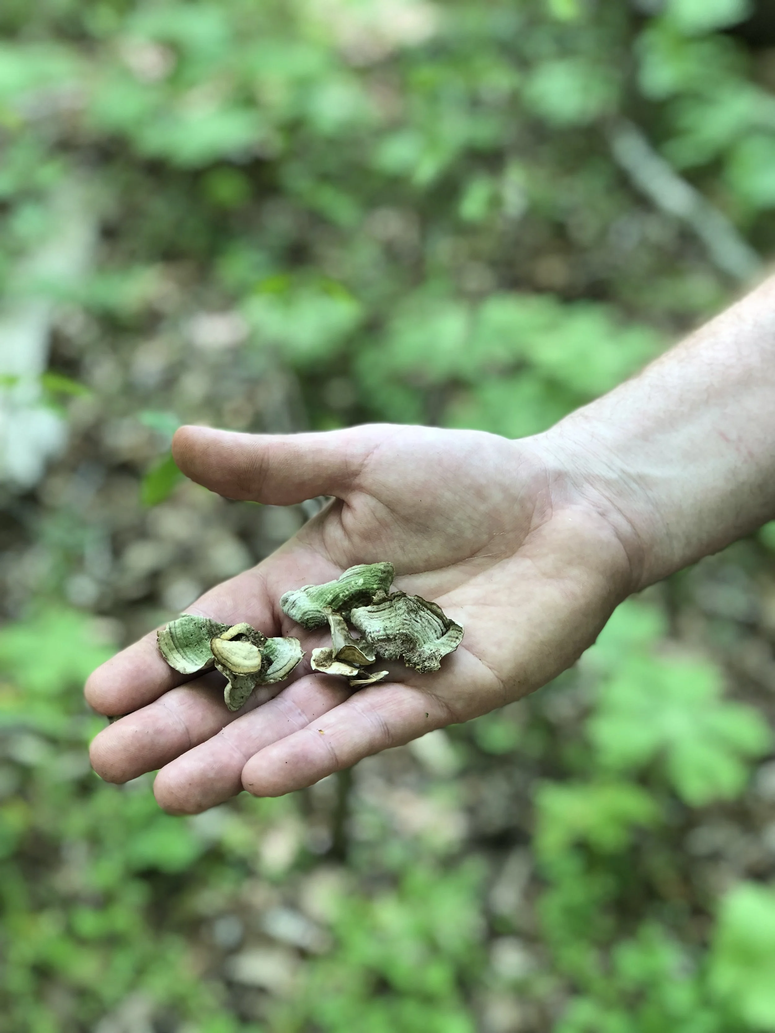 Turkey tail mushrooms. one of the most studied medicinal mushrooms due to its ability to boost the immune system, and even benefit certain cancer patients when used in conjunction with chemotherapy. 