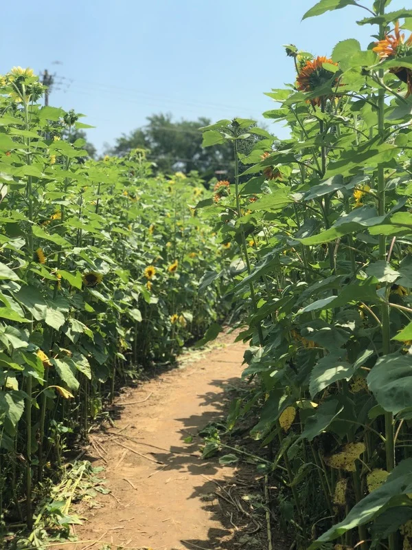 The shape of the sunflower maze appears unrecognizable from the ground, but a bird's eye view reveals the image of a cow jumping over the moon.