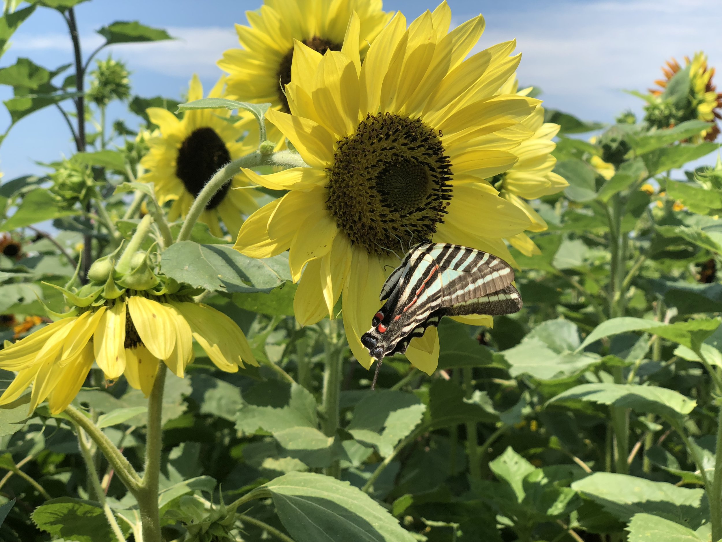 A zebra swallowtail rests on a sunflower while collecting nectar