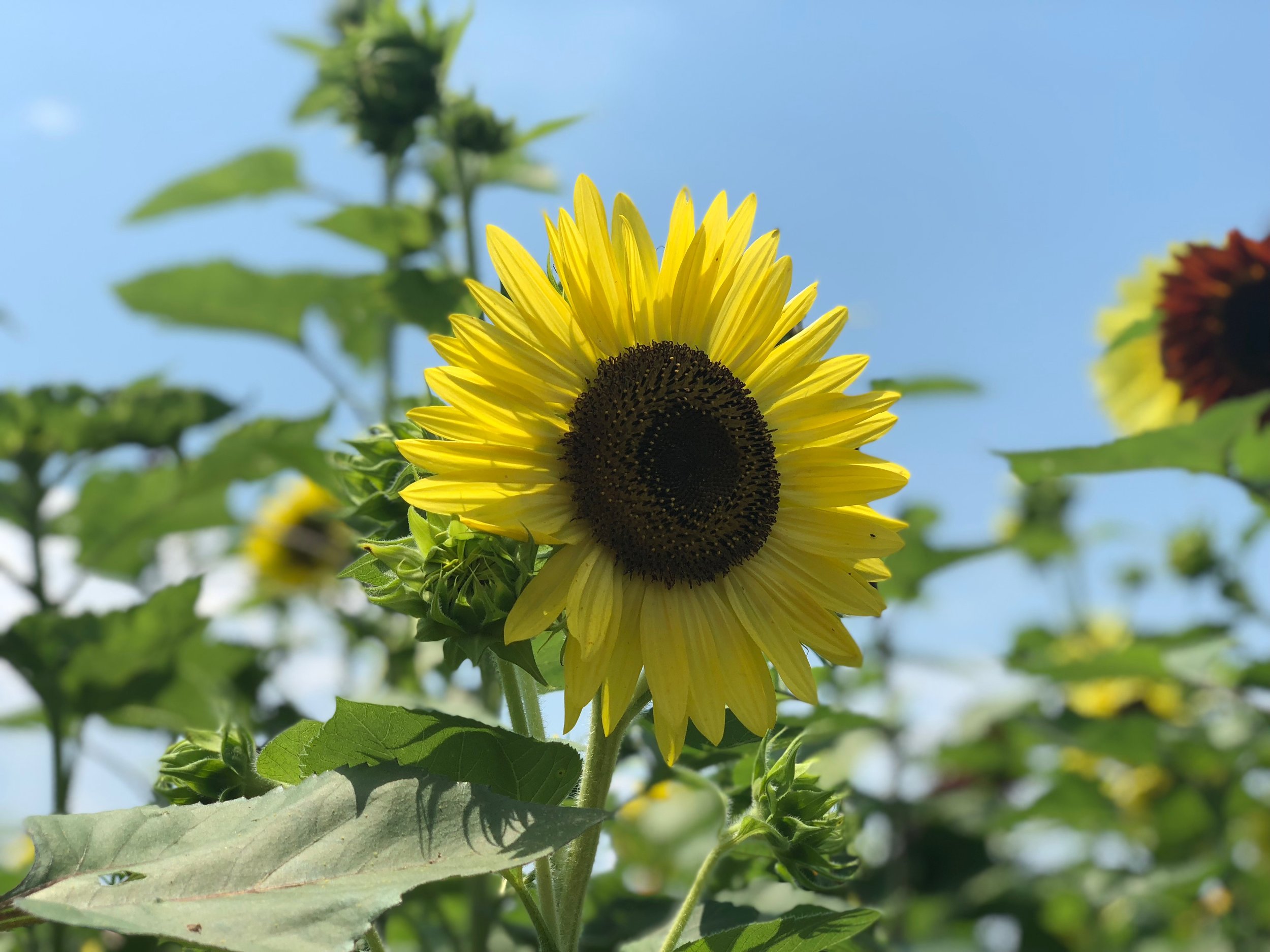 Ladybugs Alive! offers a sunflower maze, a petting zoo and other activities for visitors young and old.