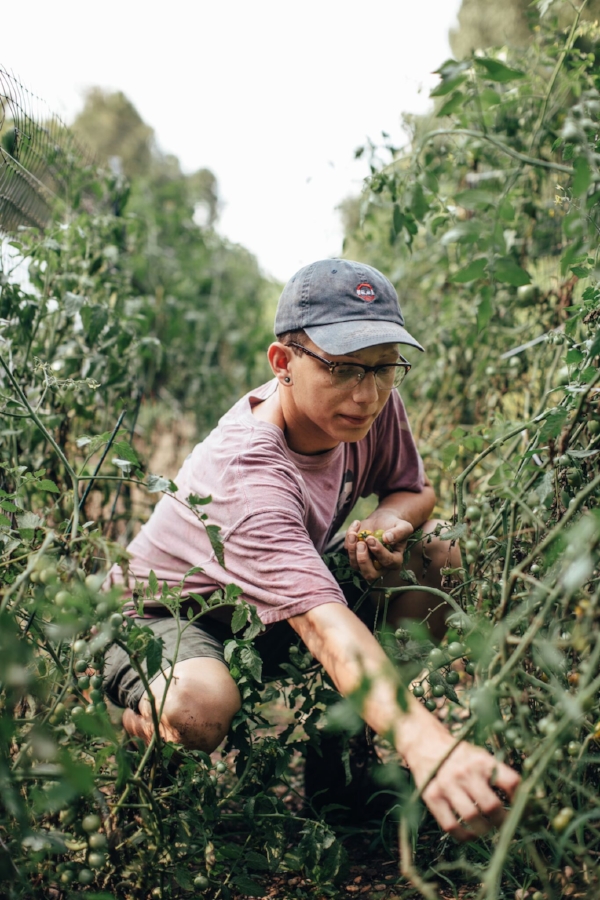 Farmers at EatWell Natural Farm harvest produce, then deliver to the EatWell restaurants. They also help with composting efforts with each restaurant.