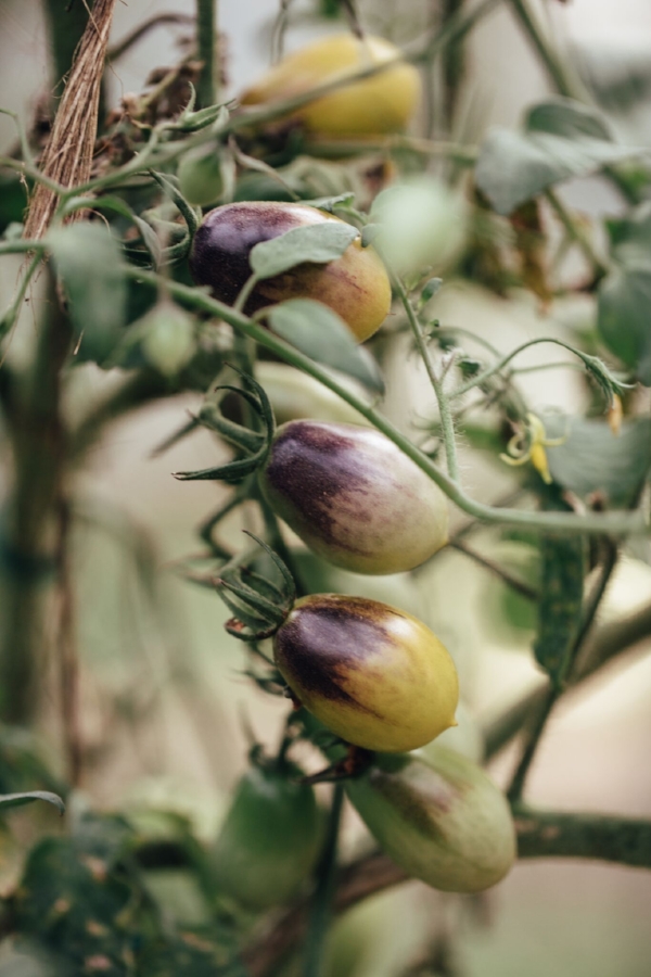 Farm-to-table dining keeps EatWell’s restaurants’ menus flexible and innovative.