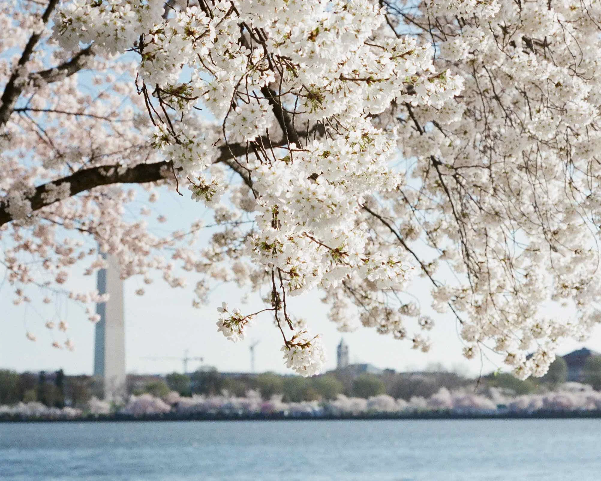 The Tidal Basin full bloom. Photo by Hannah Hudson.