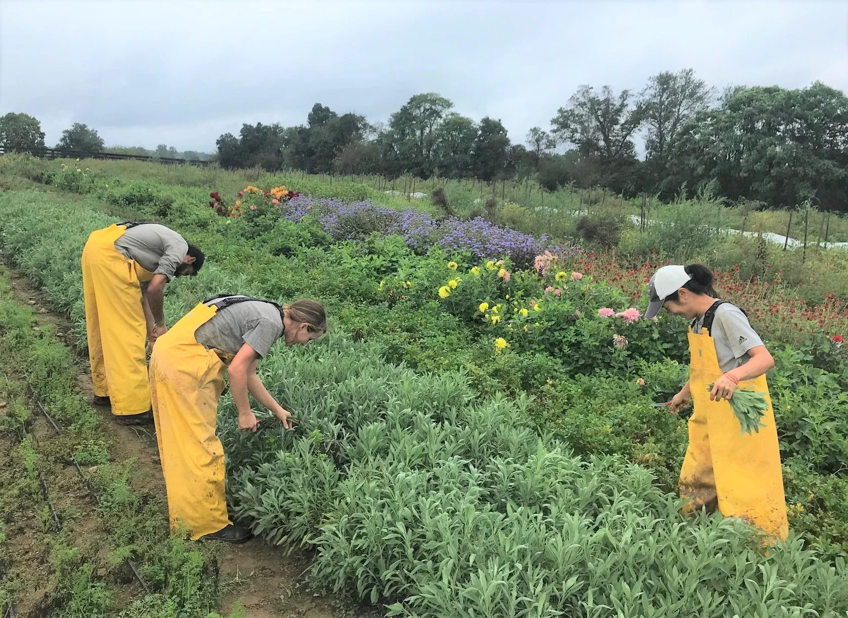 The Middleburg farm team harvests fresh produce that is targeted for District Wards 7 and 8.