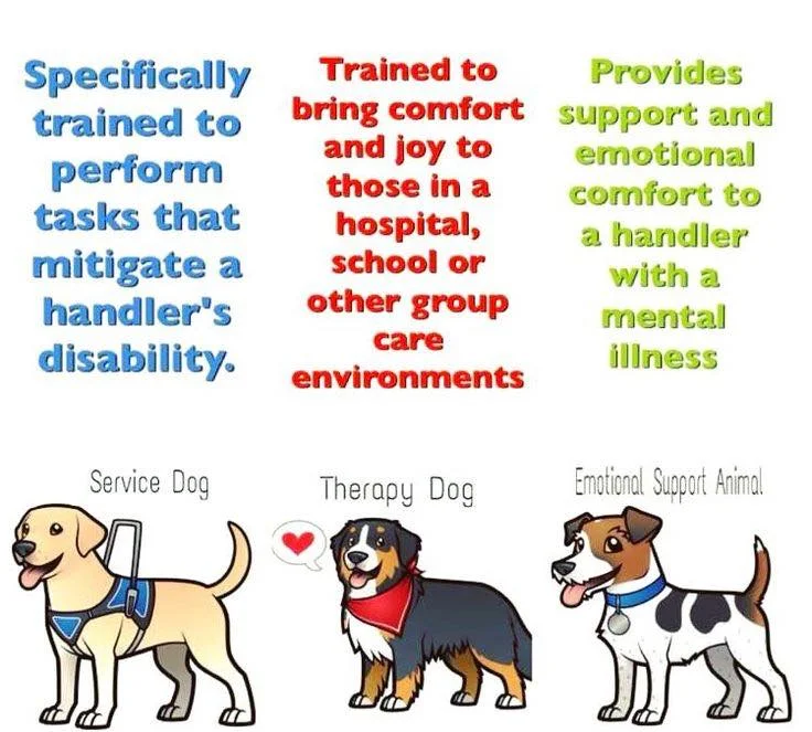 Service Animals Emotional Support Animals Therapy Dogs Post Traumatic Victory