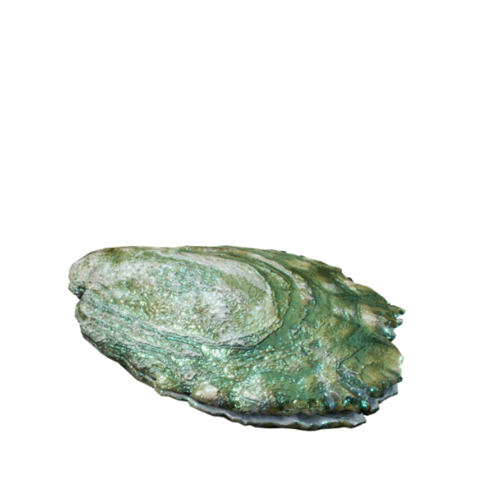 OYSTER.gif