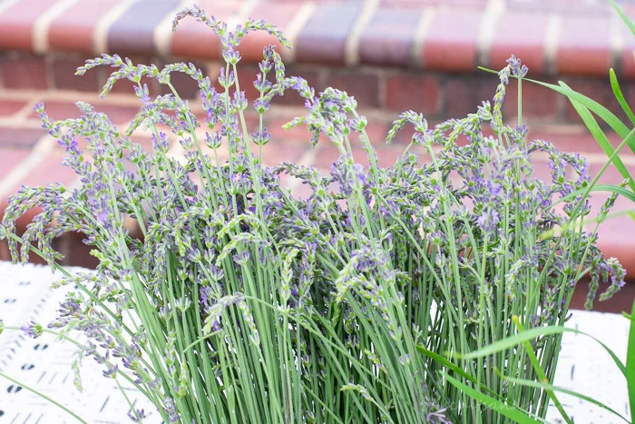 Lavender grown at High Hog Farm