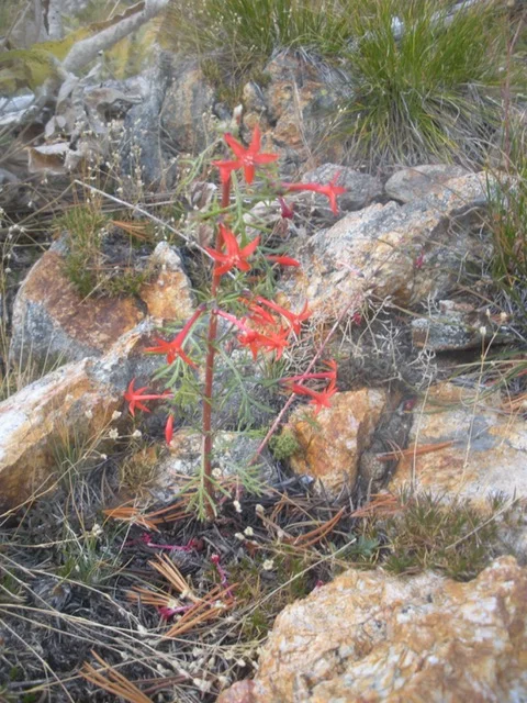 It’s Thanksgiving:  Time for Gratitude