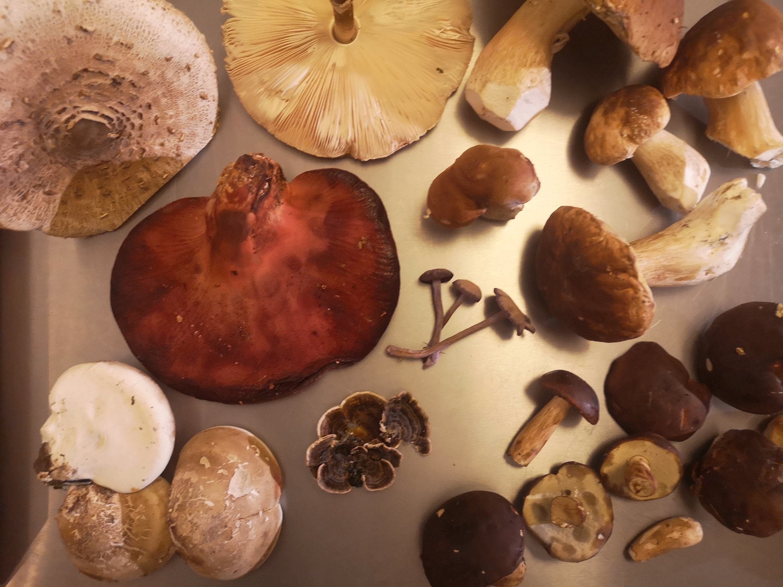 mushroom platter 22.jpg