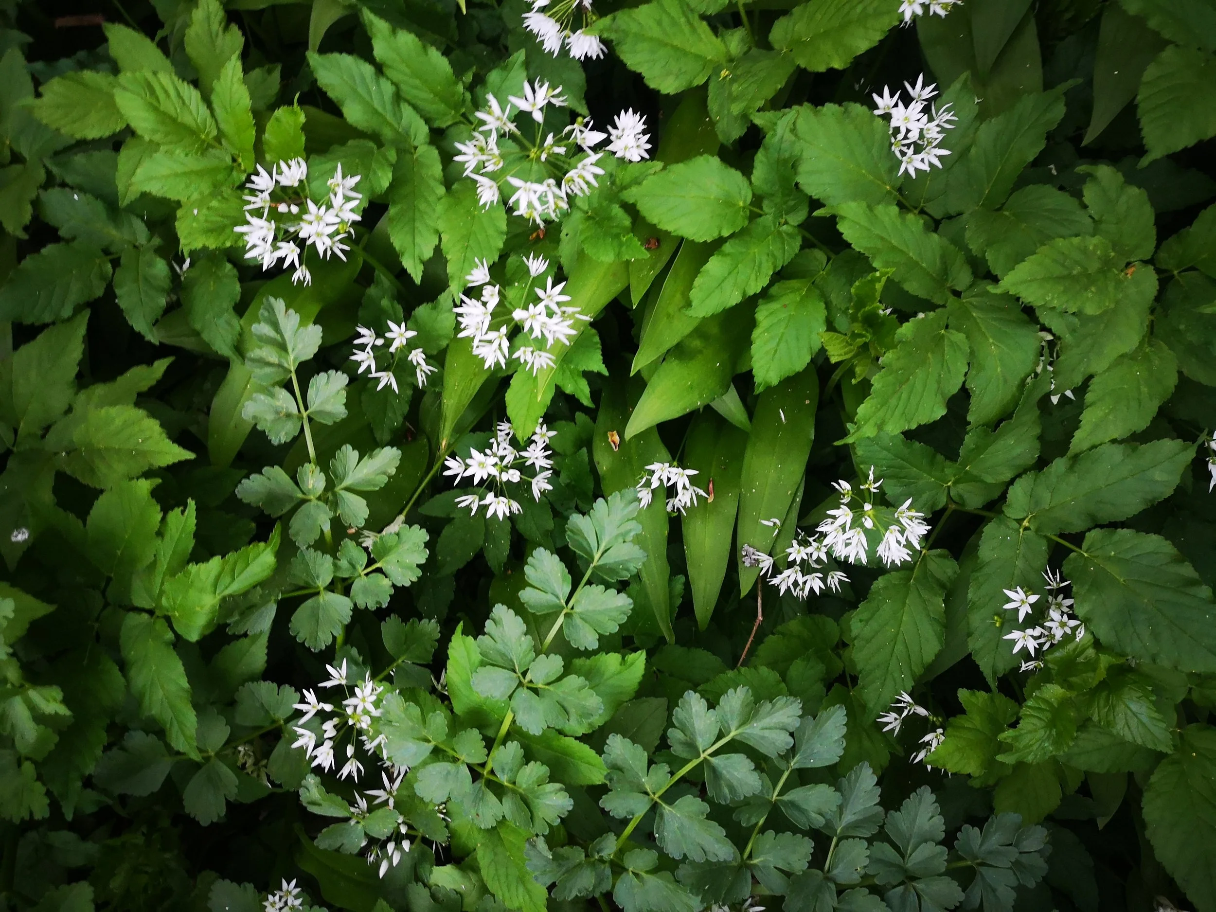 Wild garlic growing in woodland