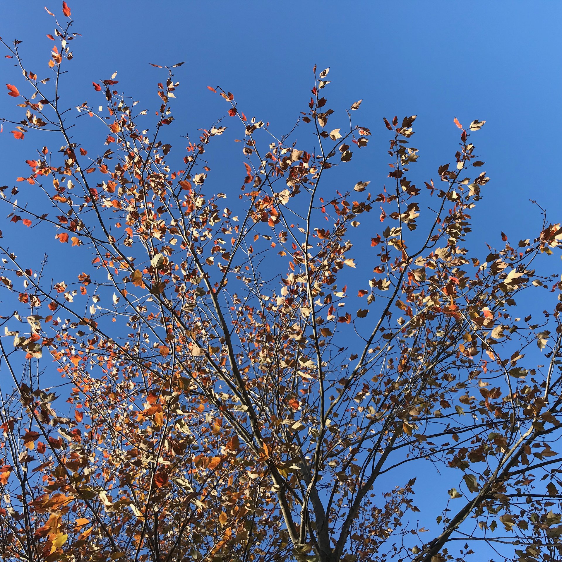 View of red leaves in Fall against blue sky, on Lenapehoking