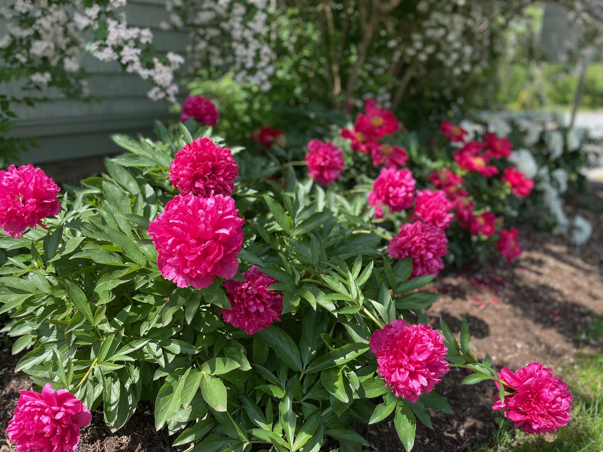 Fuschia flowers in front of building in June, on Lenapehoking