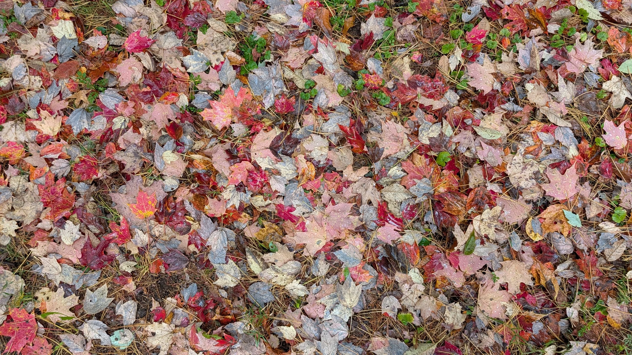 PXL_20251013__Fallen_Leaves.jpg