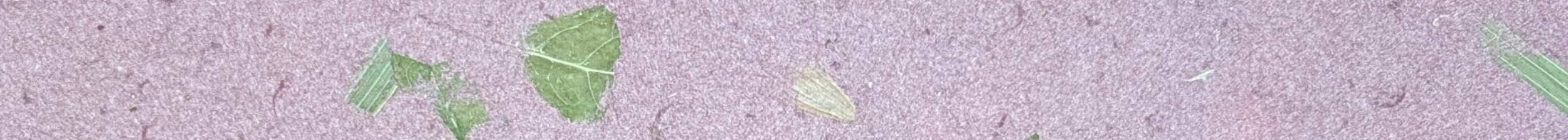 migration-paper-header.png