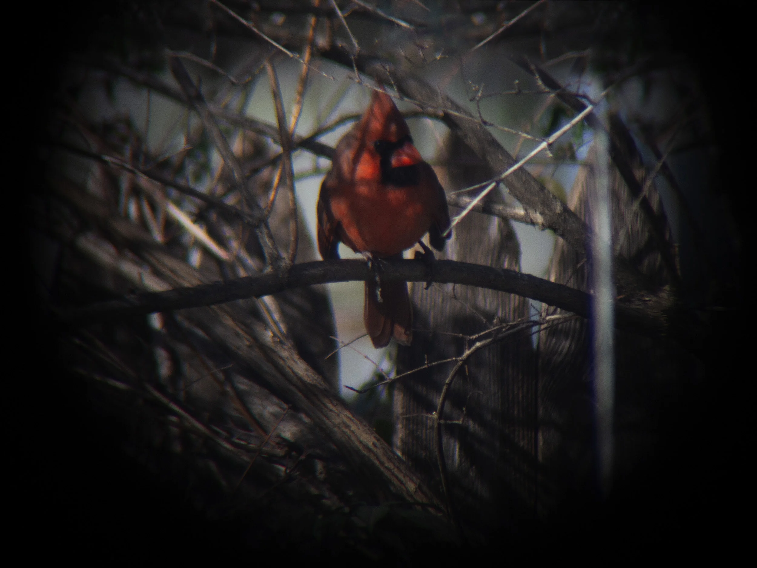 IMG_4307Cardinal.jpg