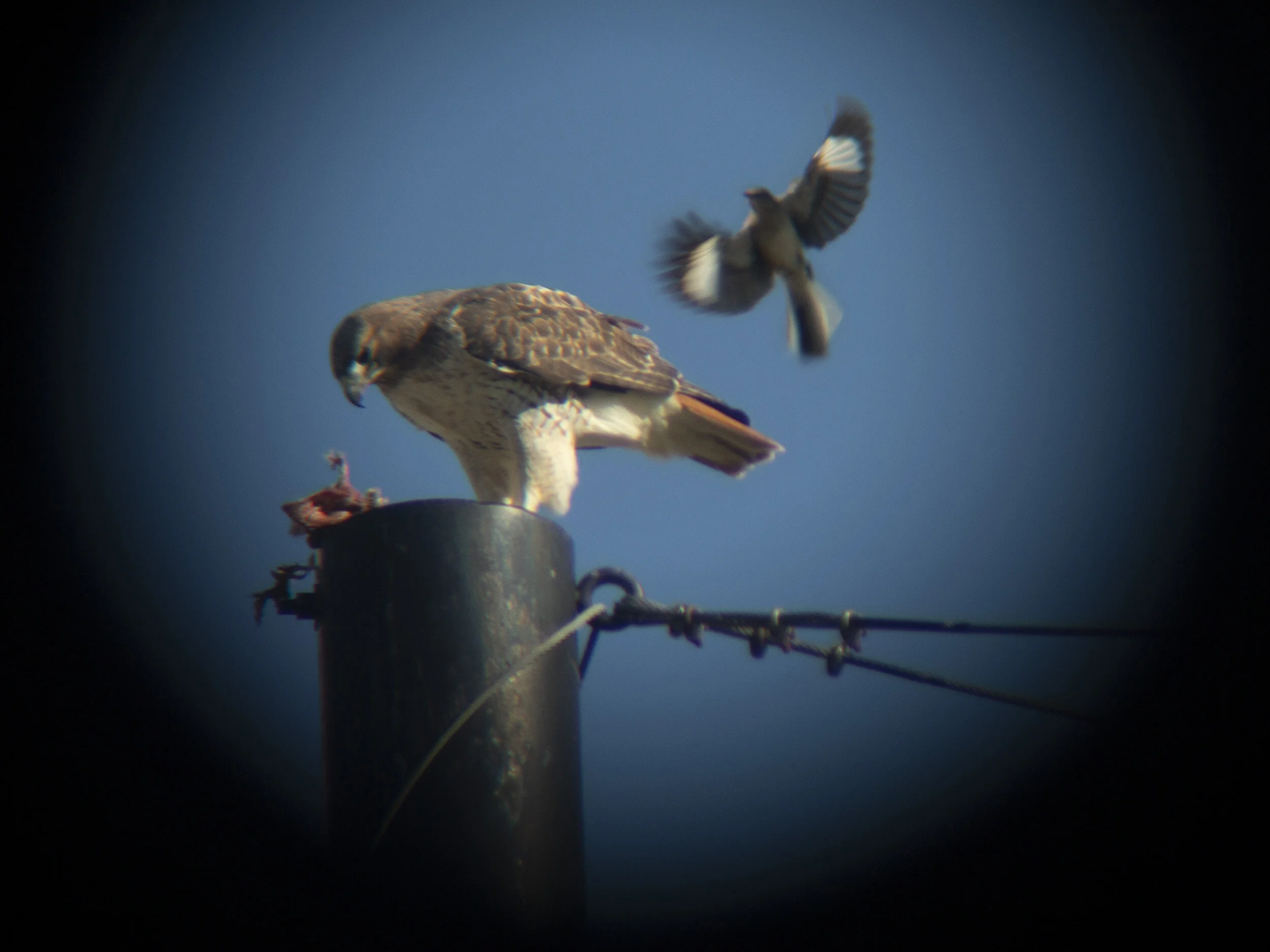 IMG_2819RedTailHawk.jpg