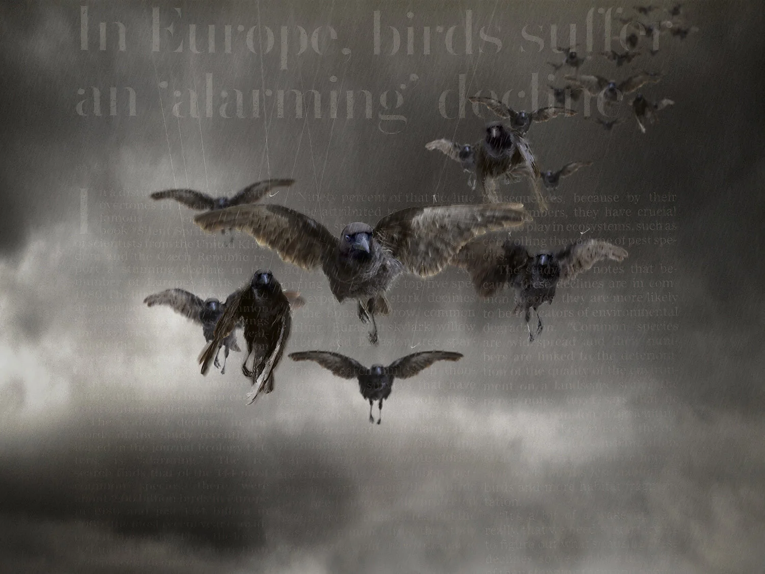 FlockofCrows1.jpg