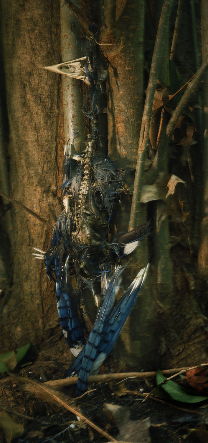 BlueJayHangingTree.jpg