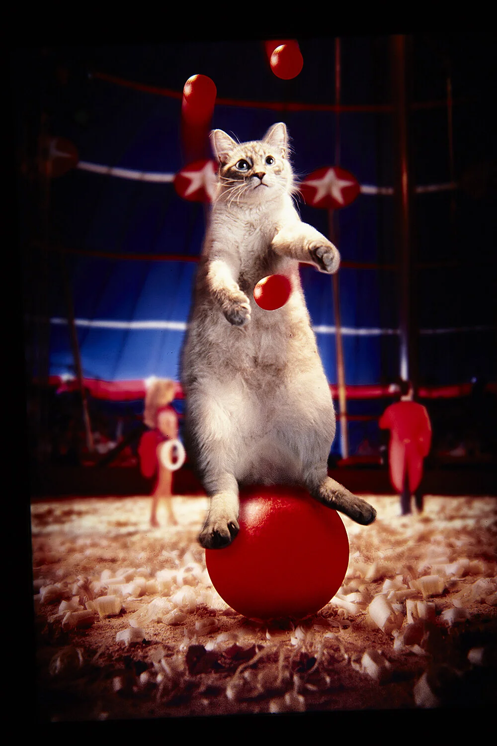 CatJuggling.jpg