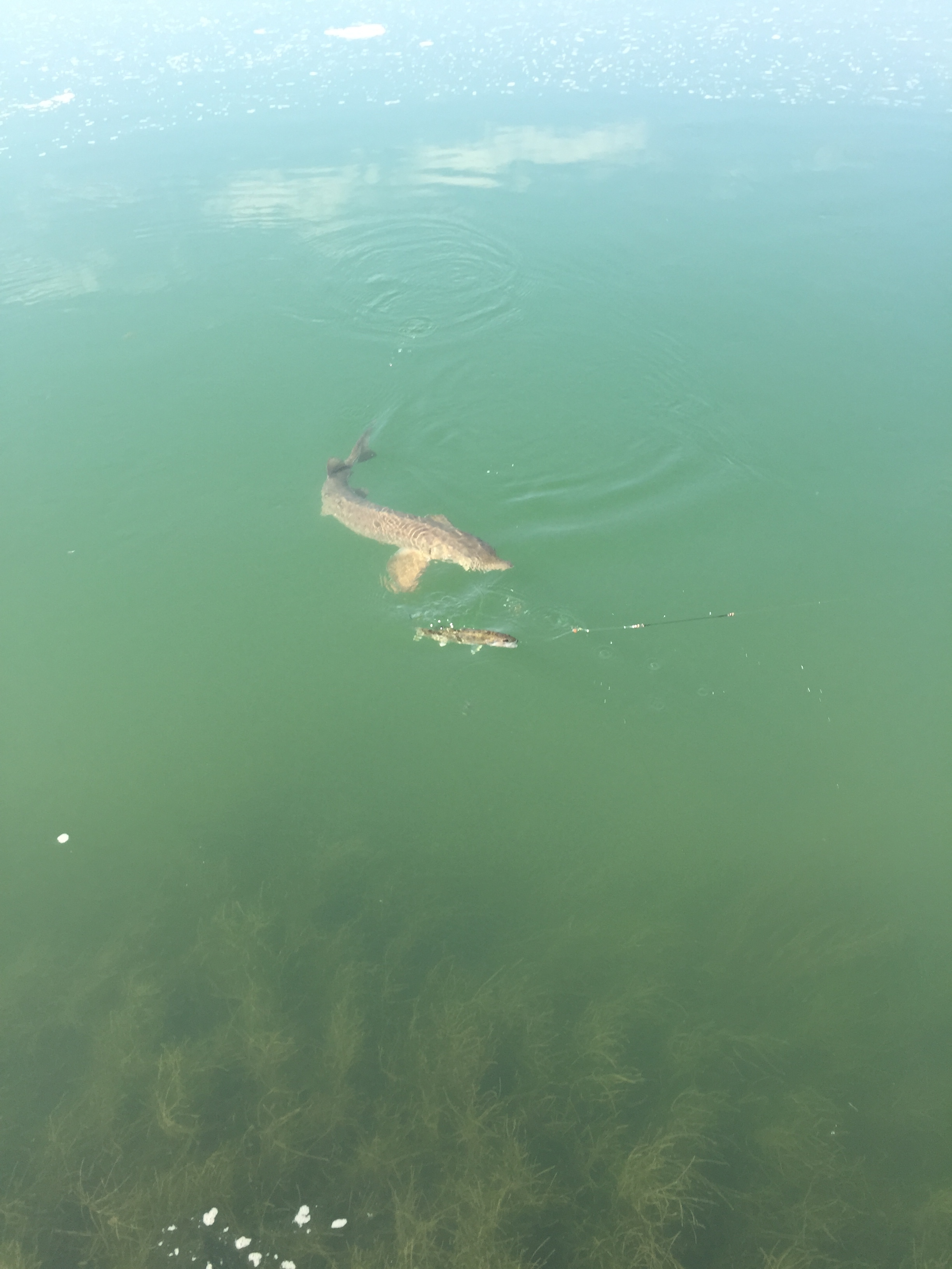 North Saskatchewan River Sturgeon double header!! Not to many people can say that they caught a sturgeon and a walleye on one line!