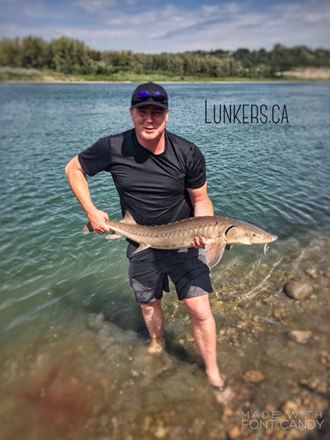 Mr Beer's with his great sturgeon on the North Saskatchewan River. Alberta's fishing outfitter, Lunker's Fishing Adventures.