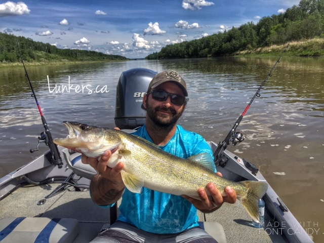 North Saskatchewan River monster walleye!