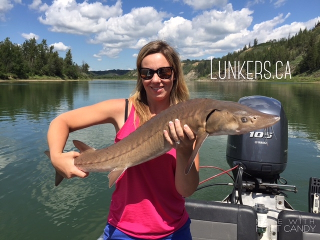 Heather with a light brown sturgeon! Fishing does not get any better than on the beautiful North Saskatchewan River. Edmonton, Alberta