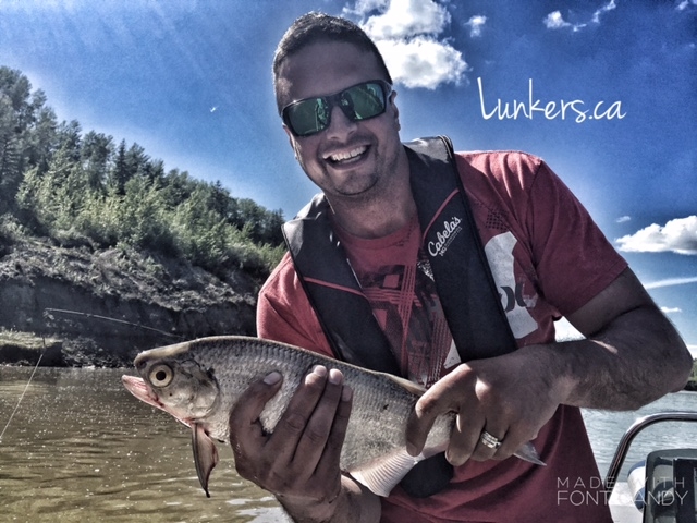 The goldeye are fun, and scrappy little sport fish!