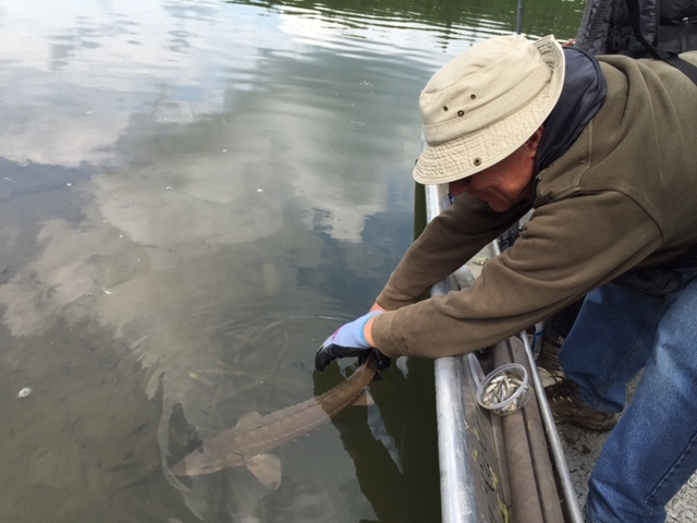 Garth releasing a young healthy sturgeon.