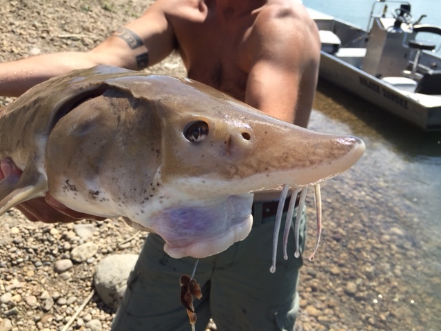 The elusive sturgeon. North Saskatchewan River.
