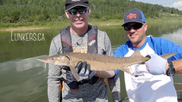 Todd Zimmerling, president of the Alberta Conversation Association and his first ever North Saskatchewan River sturgeon!