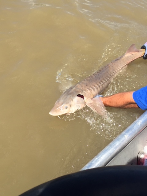 Catch and release fishing with Lunker's Fishing Adventures.