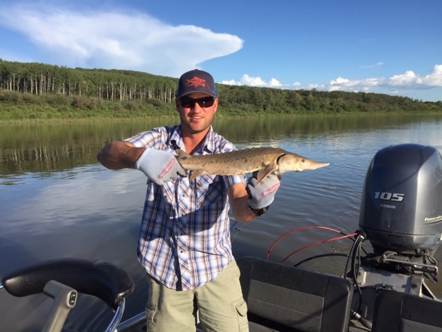 Nick with a young North Saskatchewan River sturgeon. Lunker's, Alberta's all inclusive fishing guide.