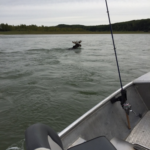 Look at what photo bombed us while fishing the North Saskatchewan River!