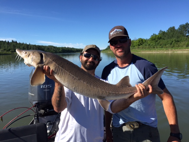 Sturgeon fishing the North Saskatchewan River.