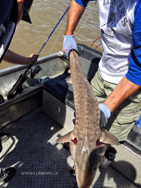 Sturgeon fishing the North Saskatchewan River.