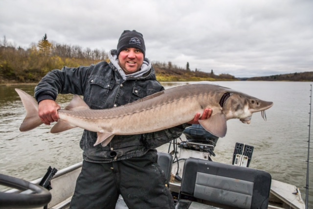 Monster North Saskatchewan River Sturgeon!