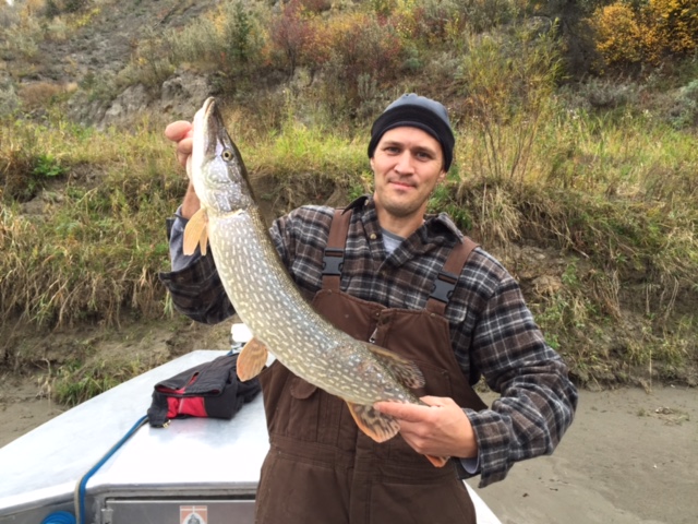 North Saskatchewan River Jackfish!