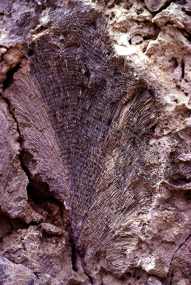 Coral fossils002.jpg