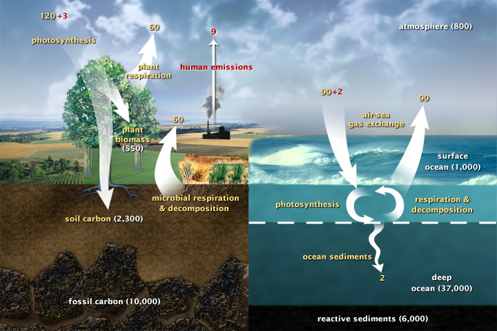 This diagram of the fast carbon cycle shows the movement of carbon between land, atmosphere, and oceans. Yellow numbers are natural fluxes, and red are human contributions in gigatons of carbon per year. White numbers indicate stored carbon. (adapted from U.S. DOE, Biological and Environmental Research Information System.)