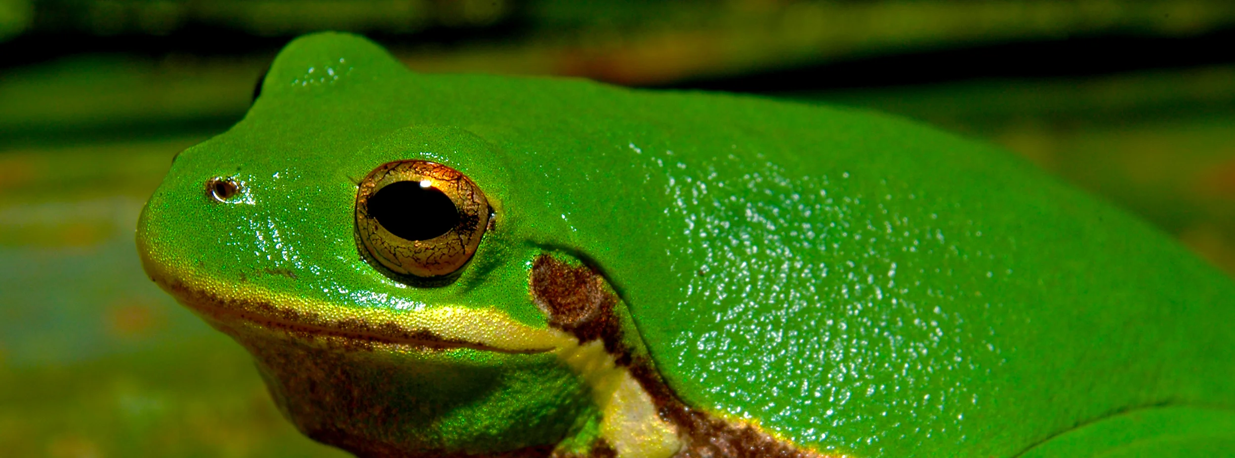 Florida Tree Frog.jpg