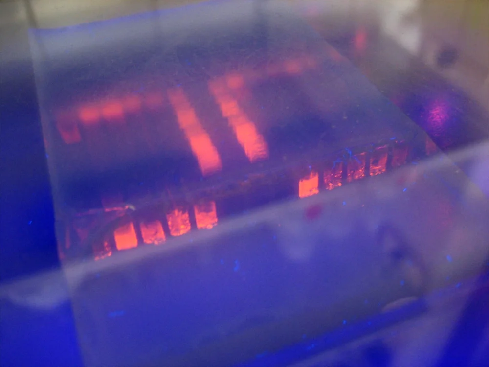 electrophoresis small.jpg